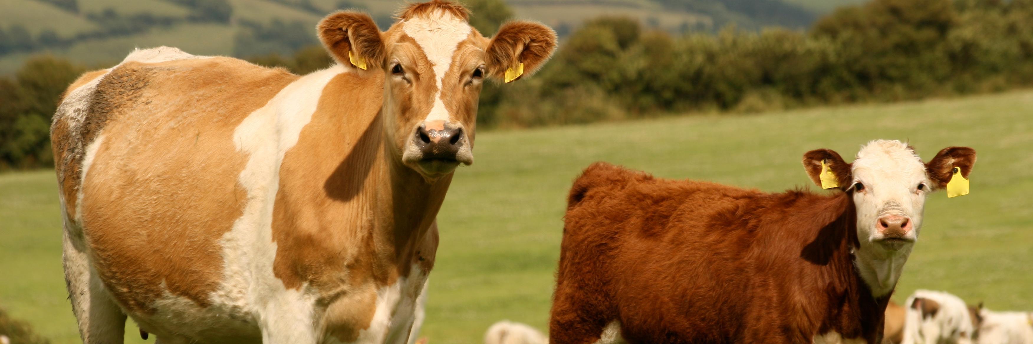 Cow